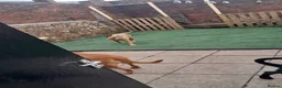 Mixed Breed dogs for sale: Rebel & Nala - Advert 9