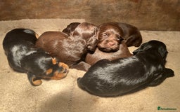Cocker Spaniel dogs for sale: Cocker Spaniel puppies - Advert 4