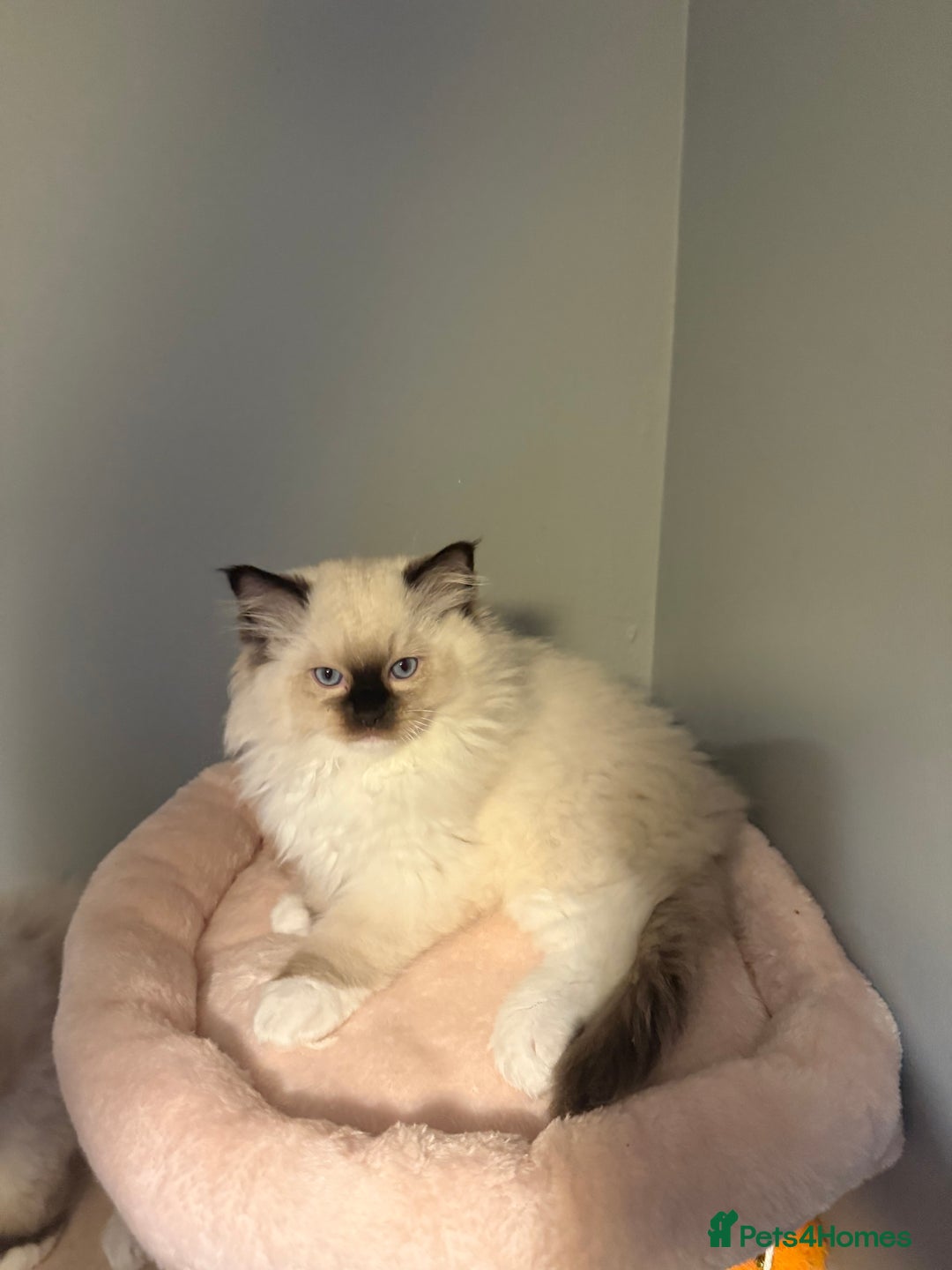 Ragdoll cats for sale: 3 musketeers😍 - Image 14