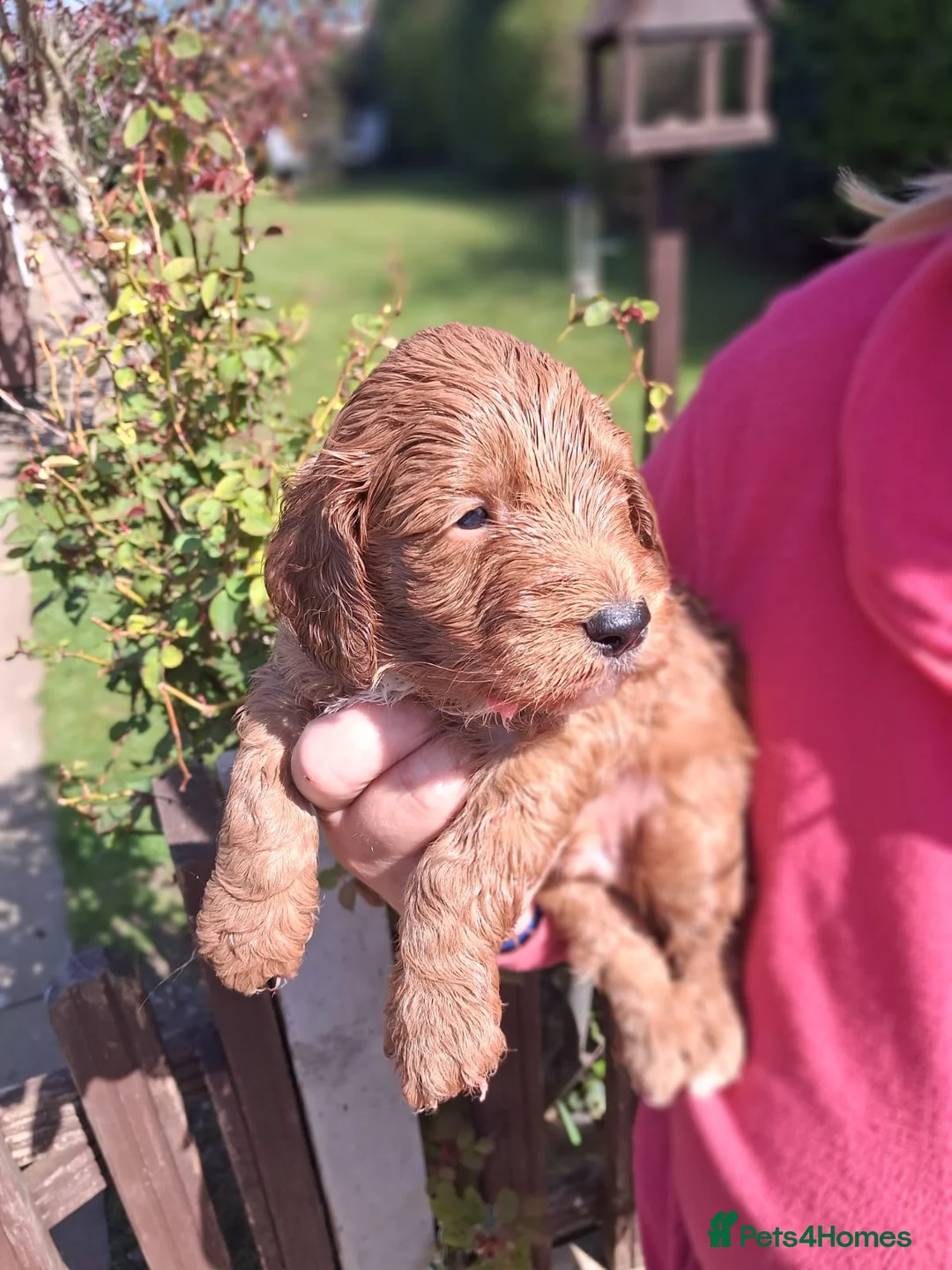 Cockapoo dogs for sale: Georgous cockerpoo puppy - Advert 2