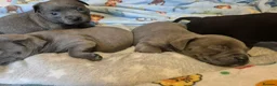 Staffordshire Bull Terrier dogs for sale: KC registered Staffordshire bull terrier pup - Advert 2