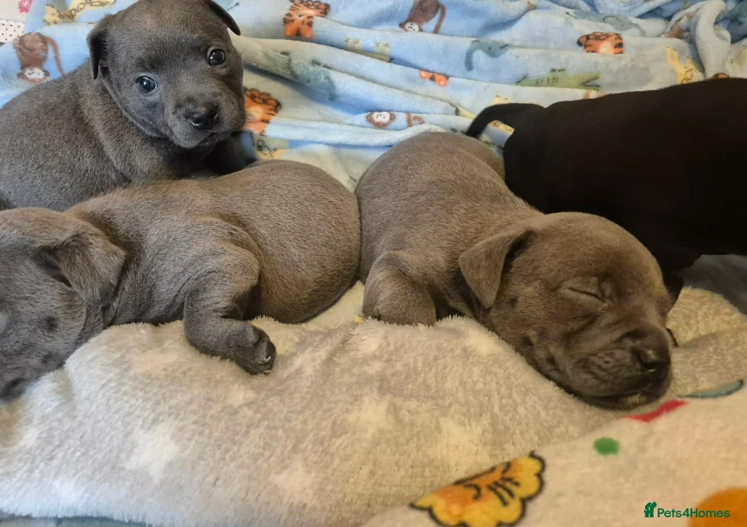 Staffordshire Bull Terrier dogs for sale: KC registered Staffordshire bull terrier pup - Advert 2