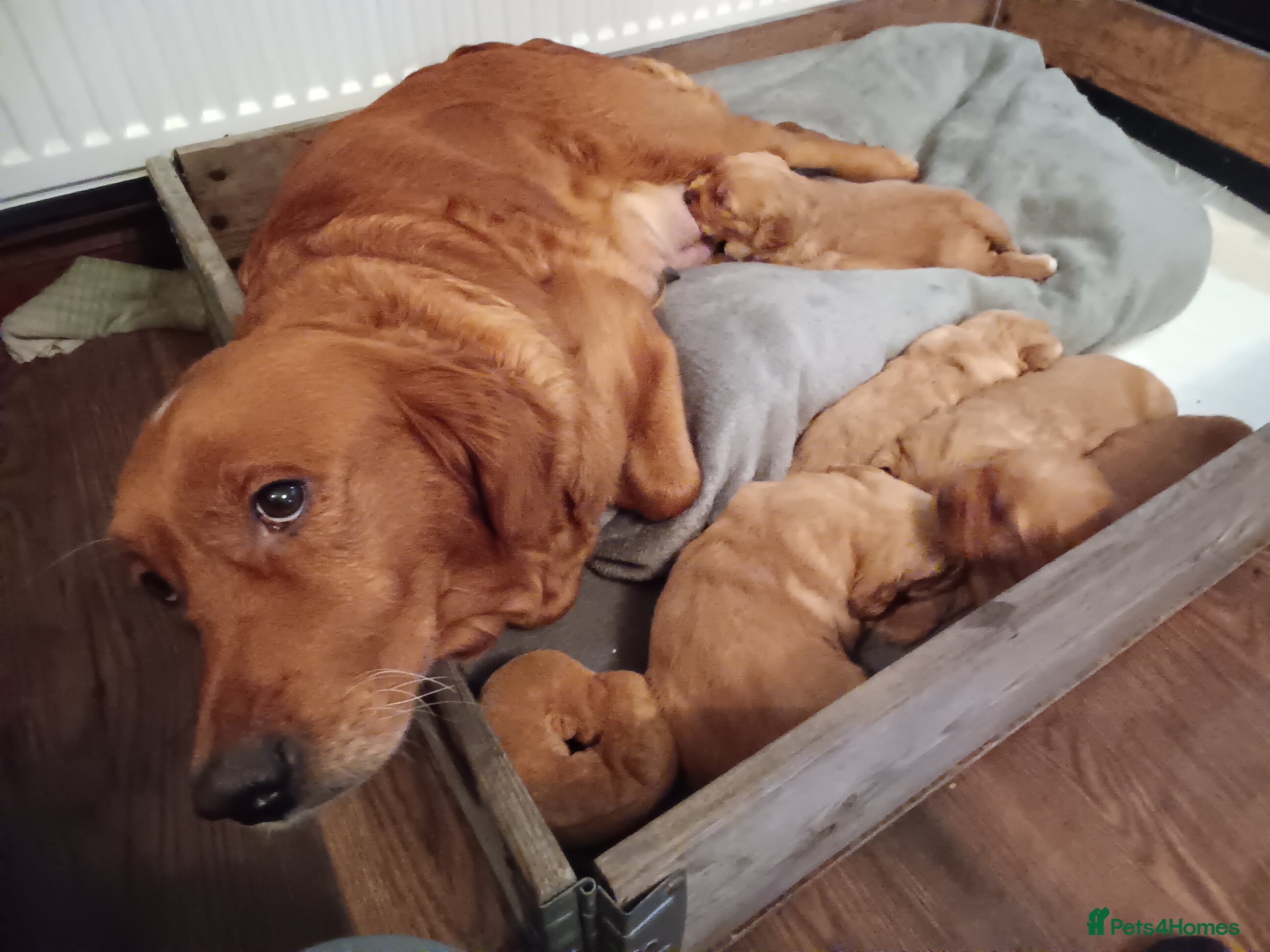 Golden Retriever dogs GOLDEN RETRIEVER (RED) - Advert 16