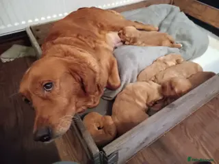 Golden Retriever dogs GOLDEN RETRIEVER (RED) - Advert 16