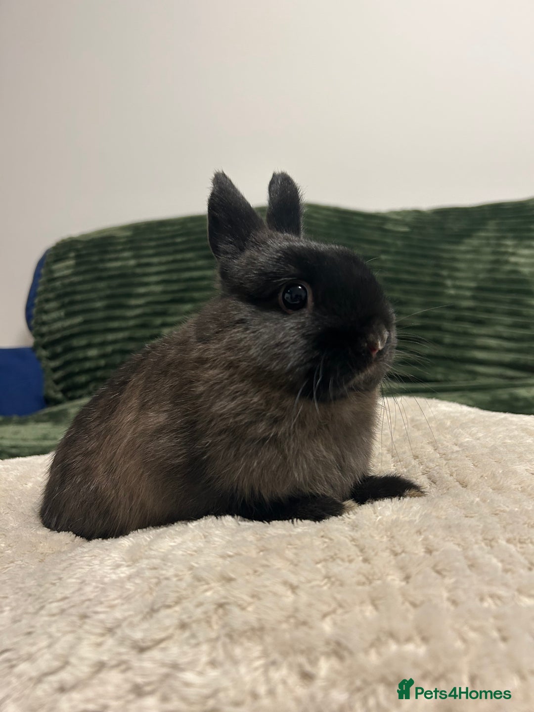 Netherland Dwarf rabbits for sale: Netherland dwarf brothers ready to go  - Advert 11