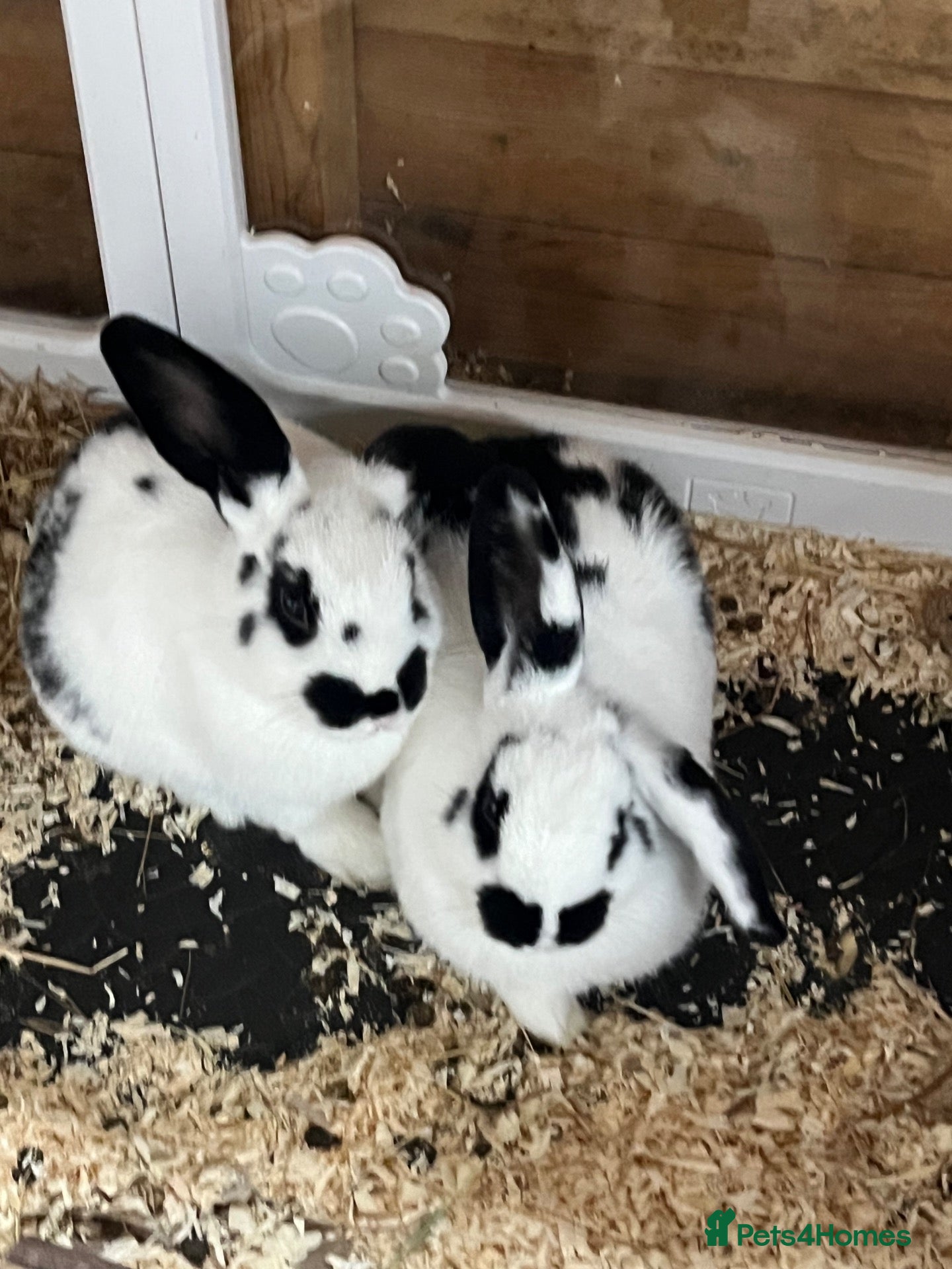 Mixed Breed rabbits for sale: Gorgeous babies ready now   - Advert 21
