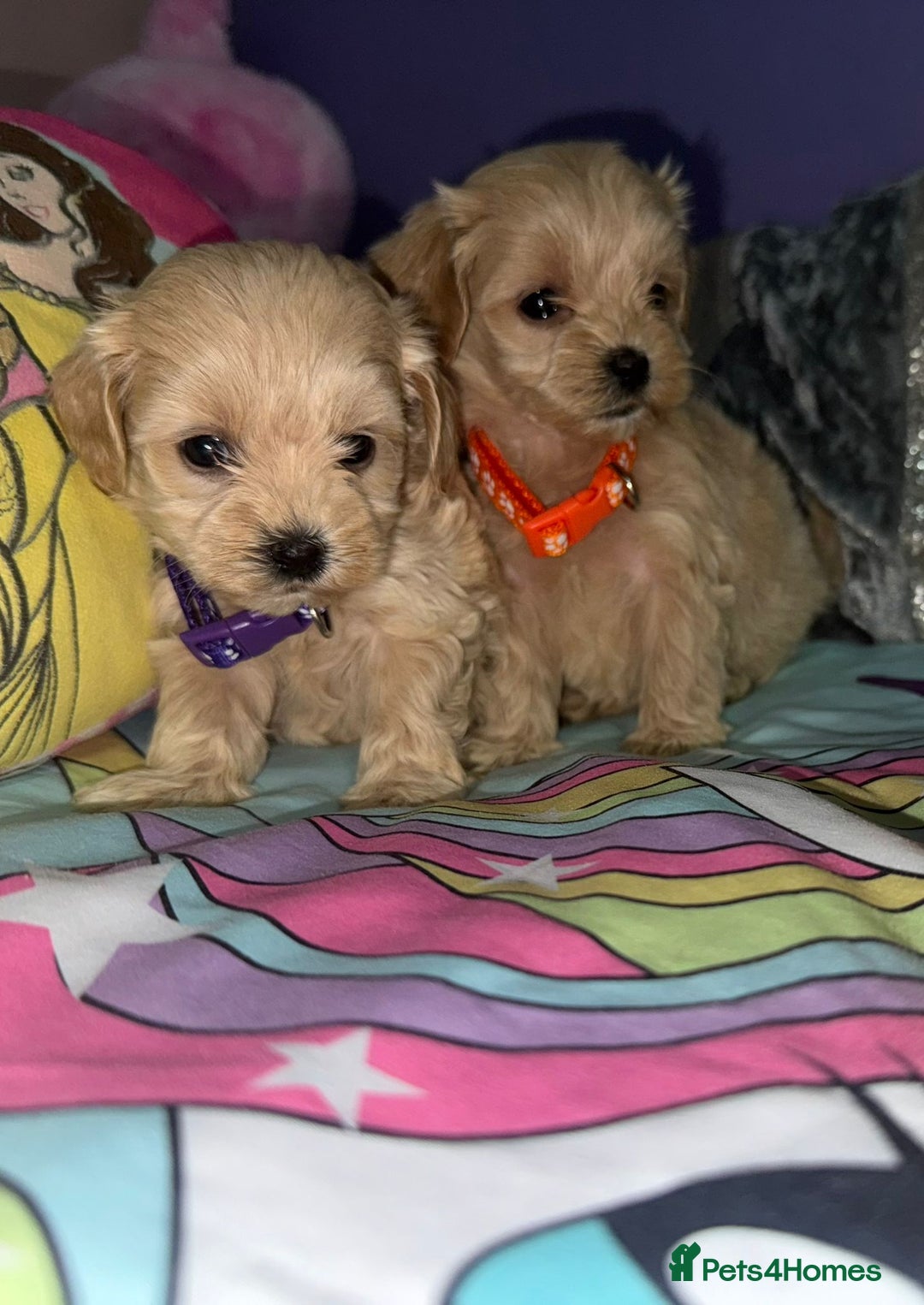 Maltipoo dogs for sale: Outstanding maltipoo - Advert 4