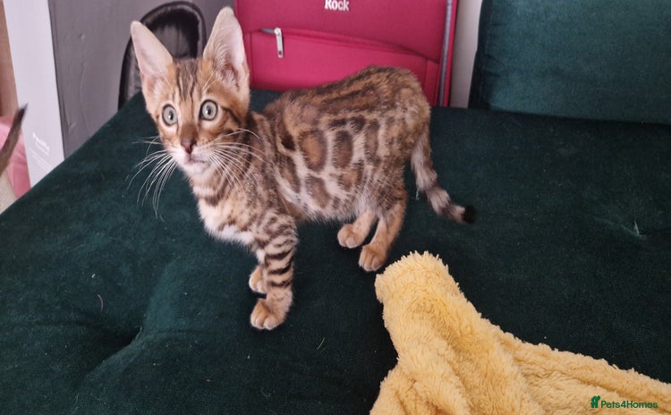 Bengal cats - Advert 2