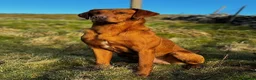 Labrador Retriever dogs for sale: 2 beautiful kc labrador boys  - Advert 33