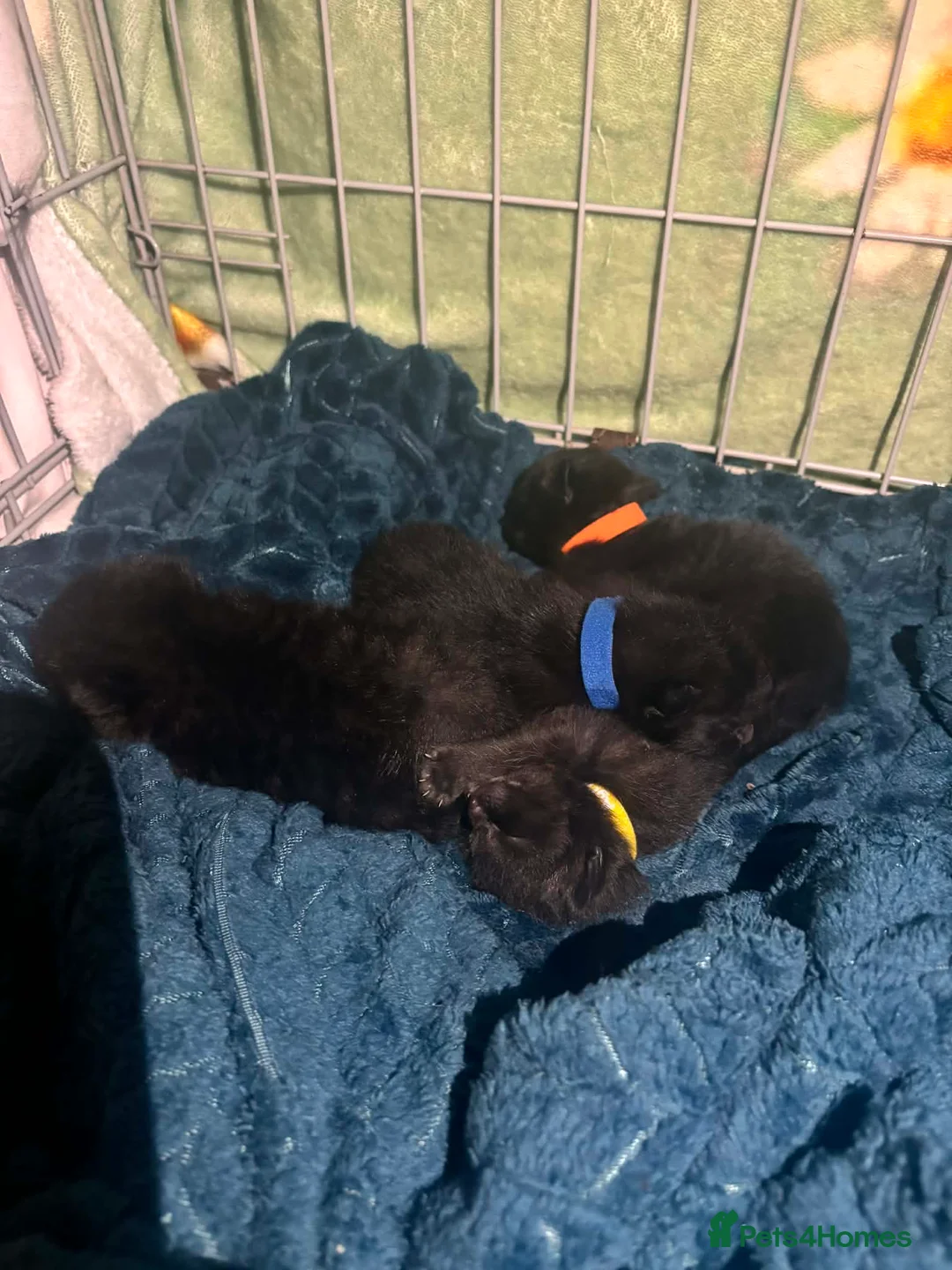 Mixed Breed cats for sale: 3 black kittens and 1 with white spot under neck in Sudbury - Advert 1