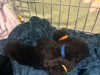 Mixed Breed cats 3 black kittens and 1 with white spot under neck - Advert 13