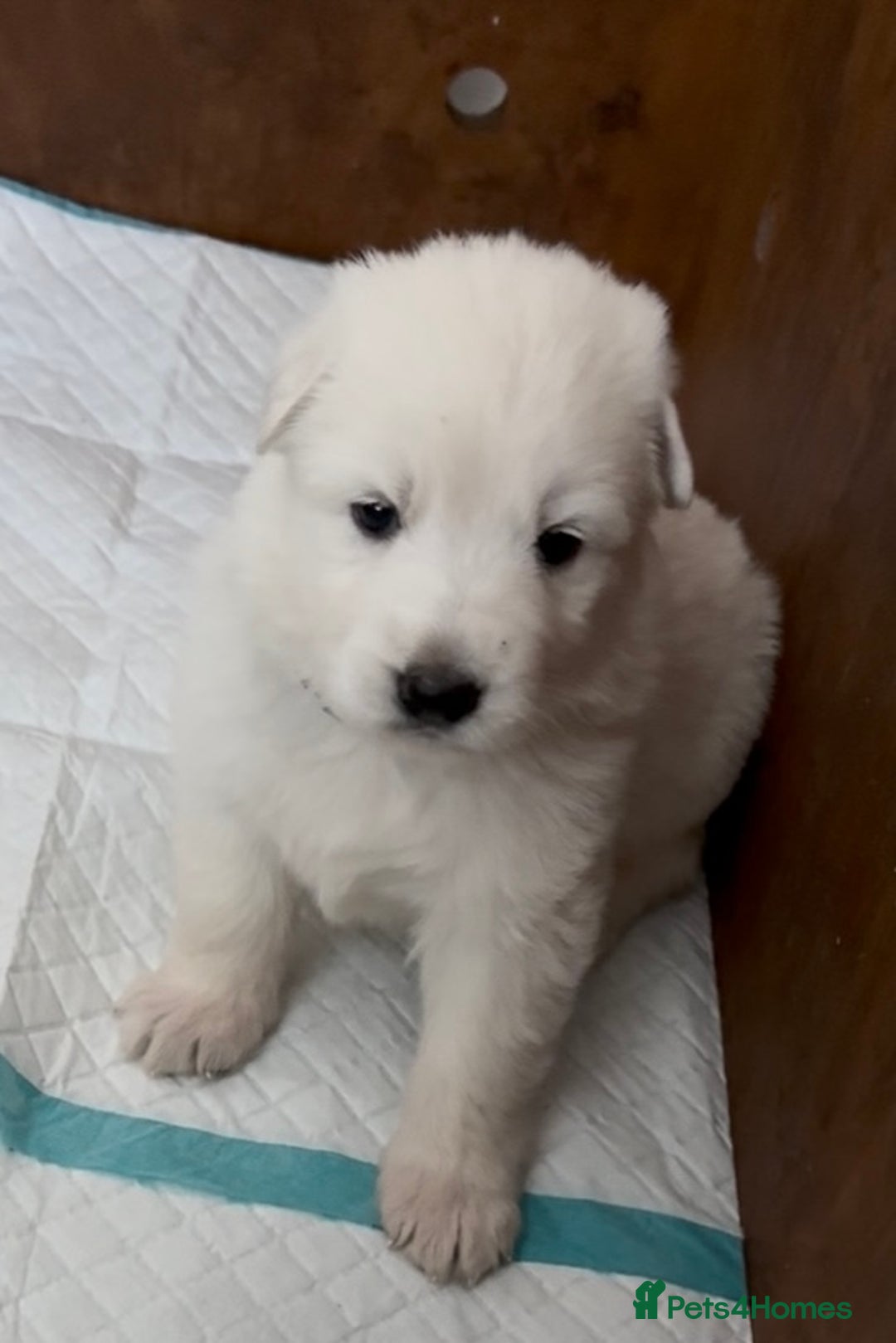 German Shepherd dogs for sale: PHENOMENAL LITTER OF WHITE LONG HAIRED GSD PUPS☘️ - Image 29