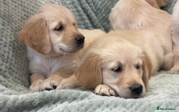 Golden Retriever dogs for sale: Quality Litter Of KC Reg Golden Retriever Puppies  - Image 15
