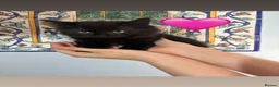 Mixed Breed cats for sale: Mixed gender black kittens  - Advert 7