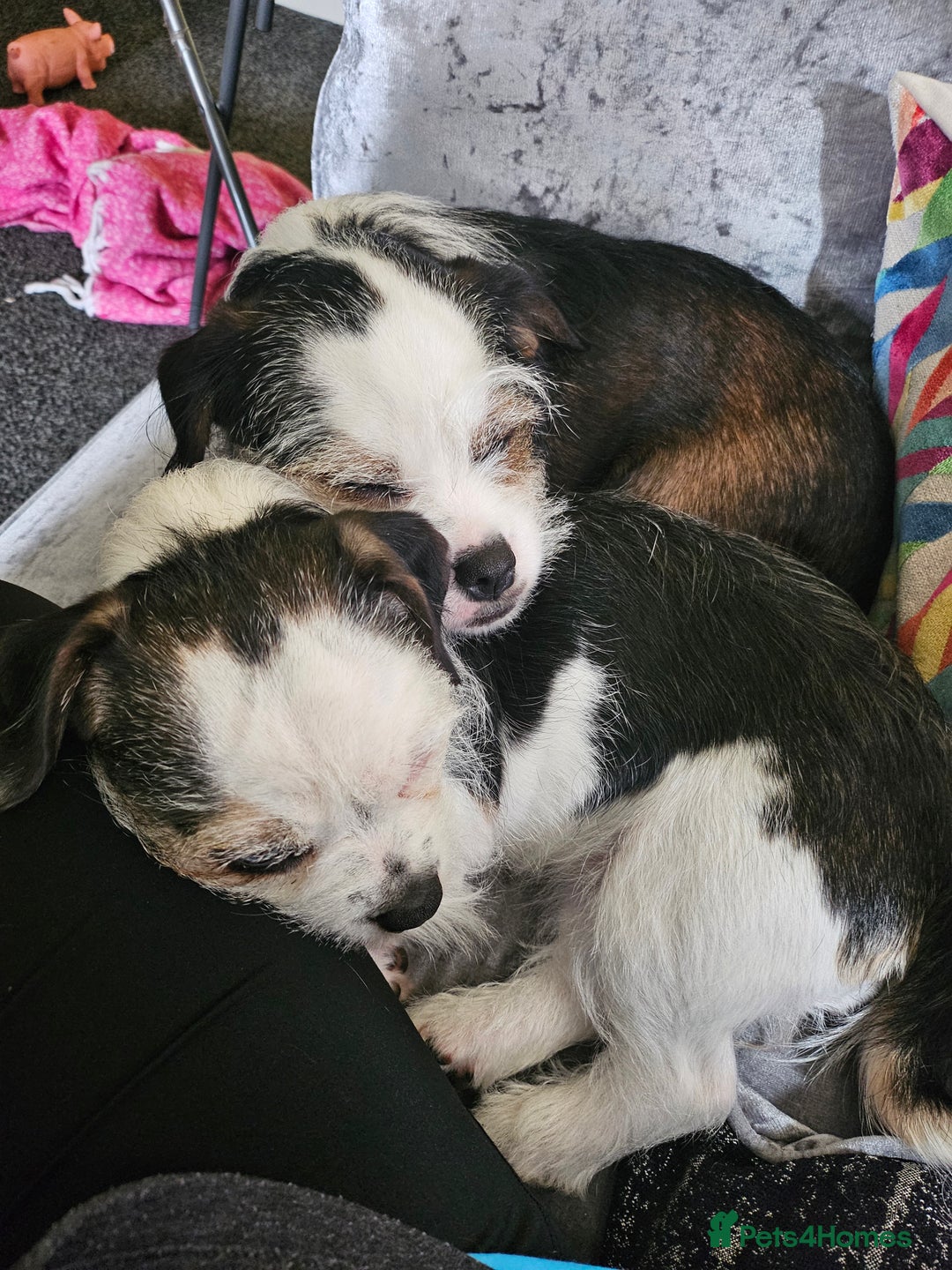 Mixed Breed dogs for sale: Ben for adoption  - Advert 10