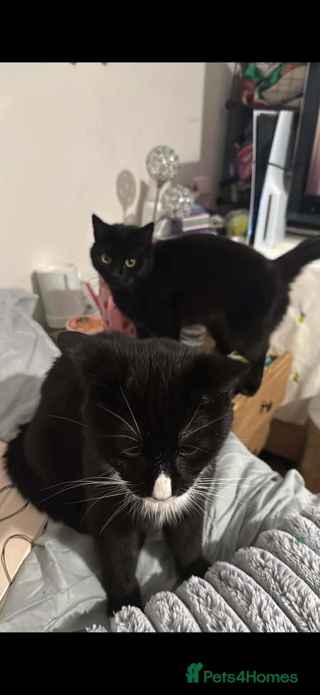 Mixed Breed cats for sale: Lovely Indoor Cats Looking for a New Home Together in Barnet - Advert 6