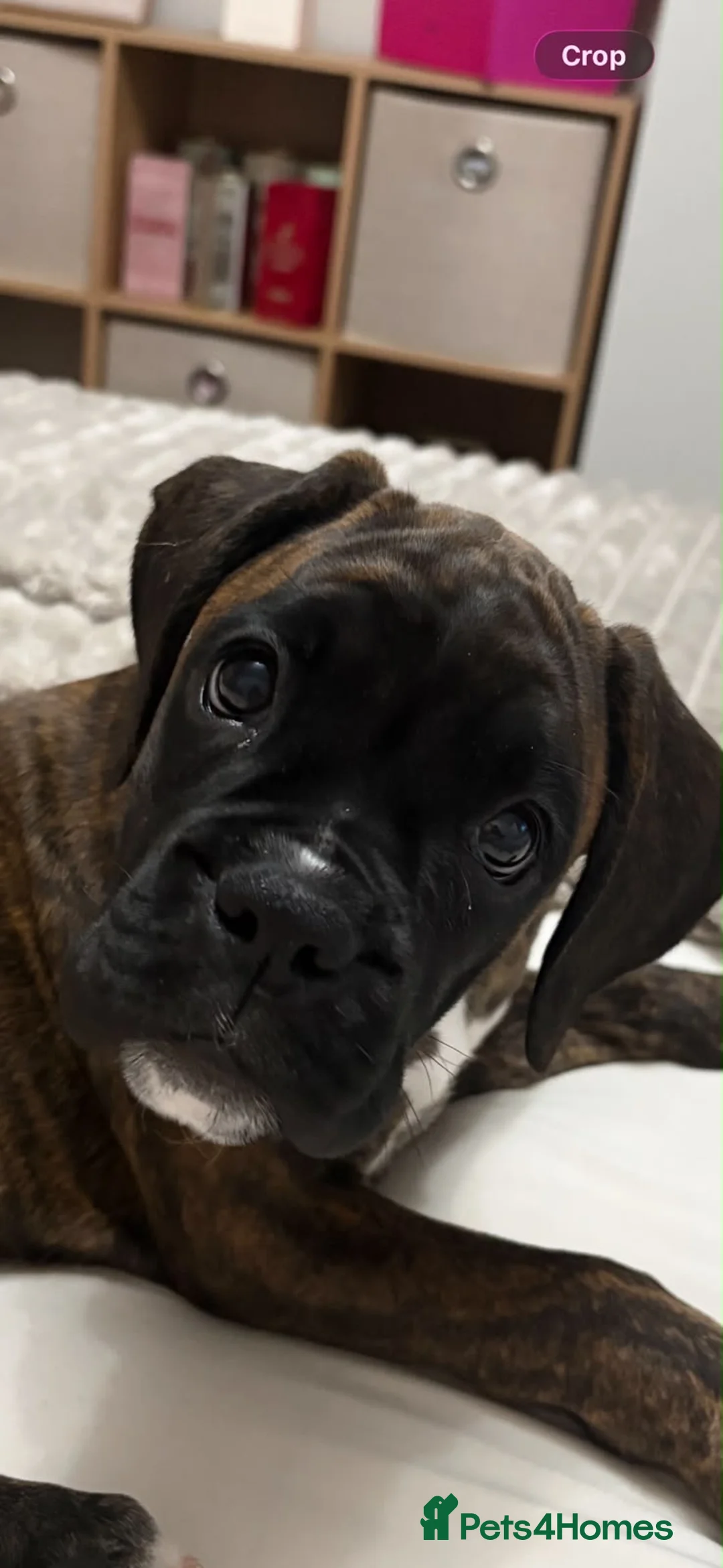Boxer dogs for sale: Pedigree female bobtail - Advert 2