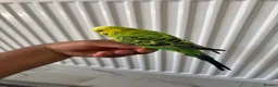 Budgerigars birds for sale: Pair of Budgies with Cage  in Birmingham - Advert 7