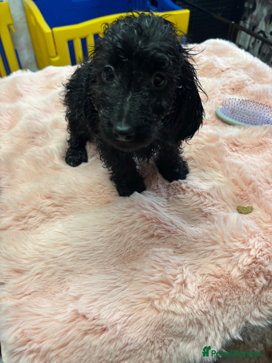 Mixed Breed dogs for sale: Puppies - Image 7