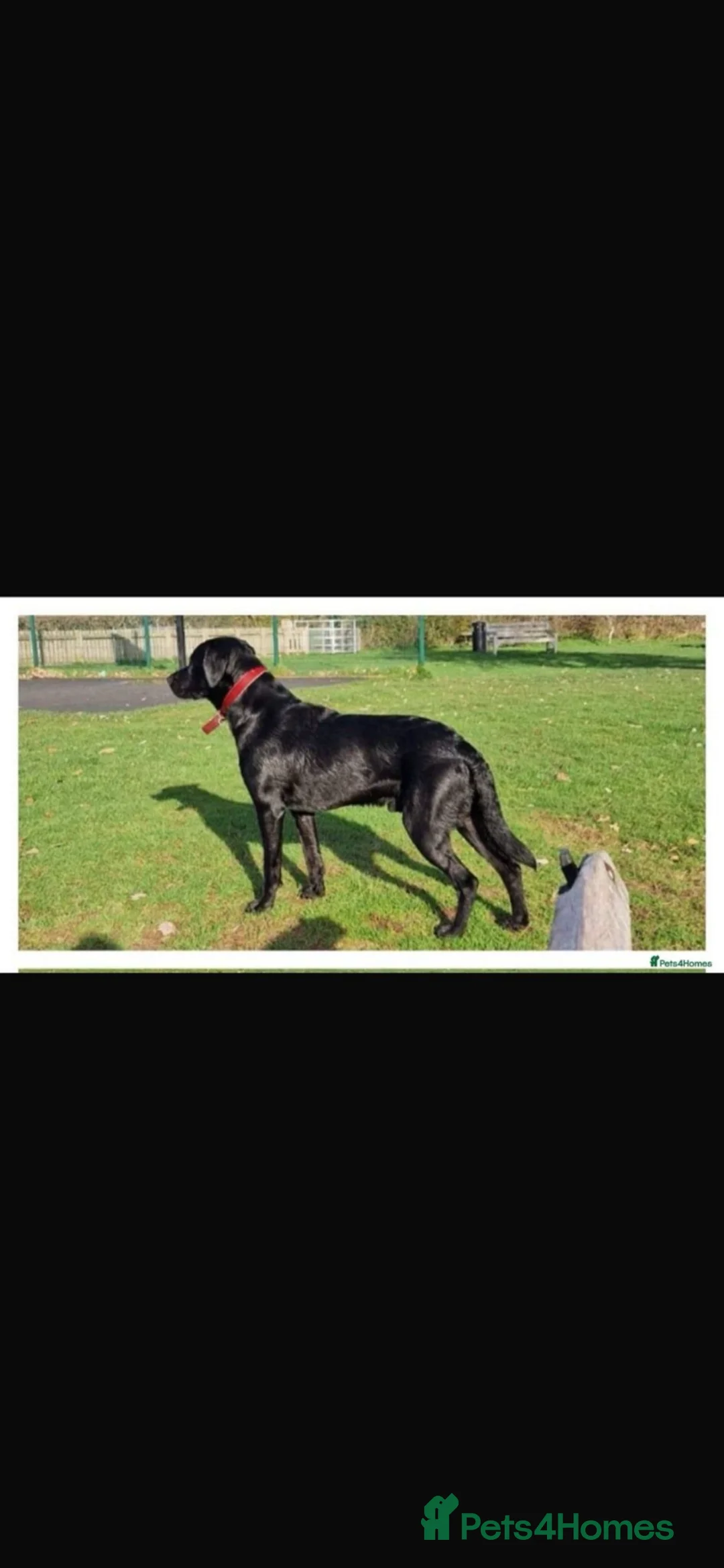 Labrador Retriever dogs for sale: KC Registered Labrador Retriever - Advert 2