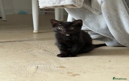 British Longhair cats for sale: 2 female kittens - Image 3