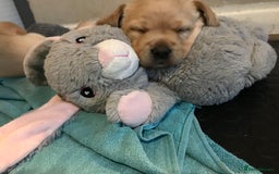 Labrador Retriever dogs for sale: Chunky KC Registered Labrador puppies - Image 11