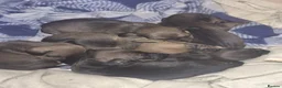 Dachshund dogs for sale: Dachshund puppies - Advert 3