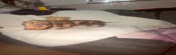 Miniature Dachshund dogs for sale: Miniature dachshund  - Advert 6