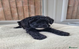 Cavapoo dogs for sale: Miniature cavapoo f1bb puppies - Image 21