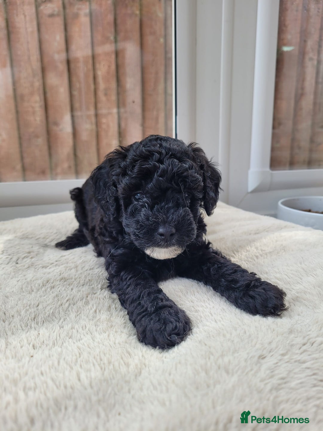 Cavapoo dogs for sale: Miniature cavapoo f1bb puppies - Image 21