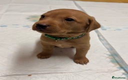 Labrador Retriever dogs for sale: Beautiful kc reg red labs. WORKING LINES - Image 2