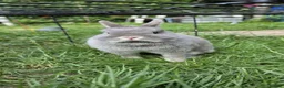 Netherland Dwarf rabbits for sale: Netherlands dwarf  - Advert 3
