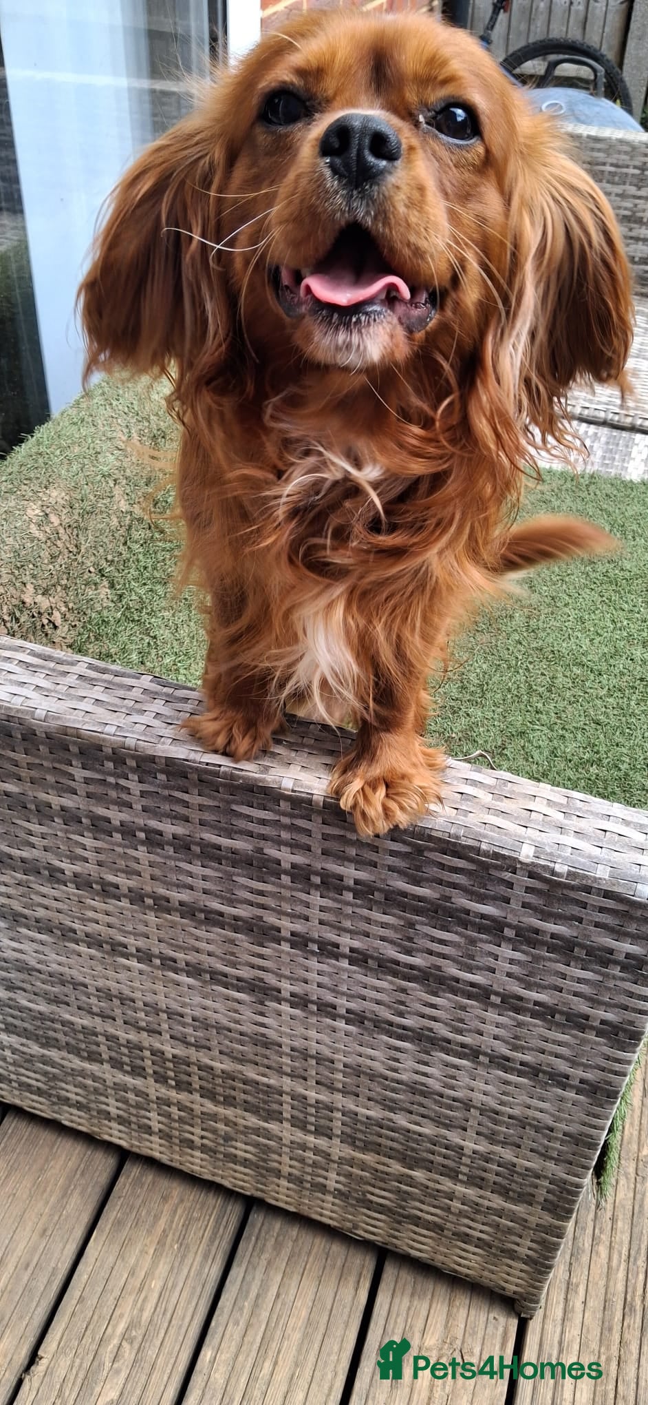 Cavalier King Charles Spaniel dogs for sale: Beautiful King Charles Cavalier  in Greenhithe - Advert 6