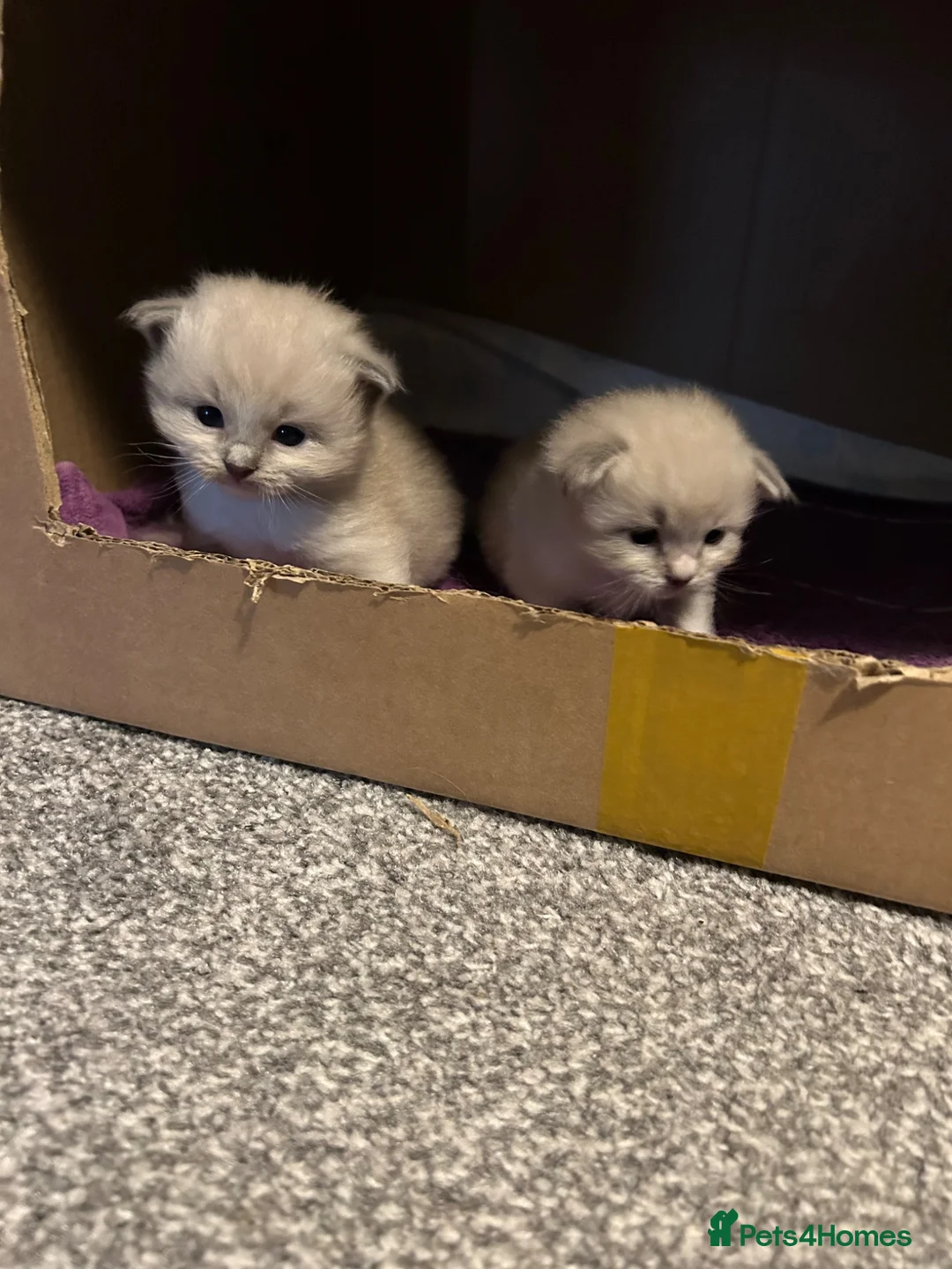 Ragdoll cats for sale: 2 Gorgeous Full Ragdoll Kittens in Falkirk - Advert 8