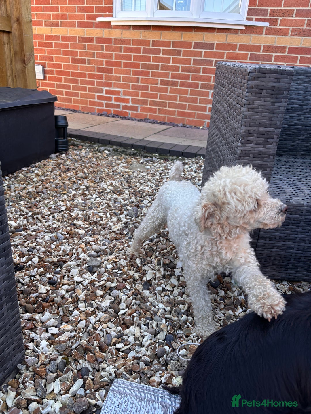 Cockapoo dogs for sale: F1 toy cockapoo puppies - Image 12