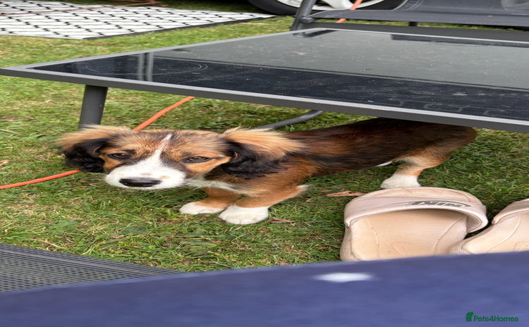 Mixed Breed dogs - Advert 9