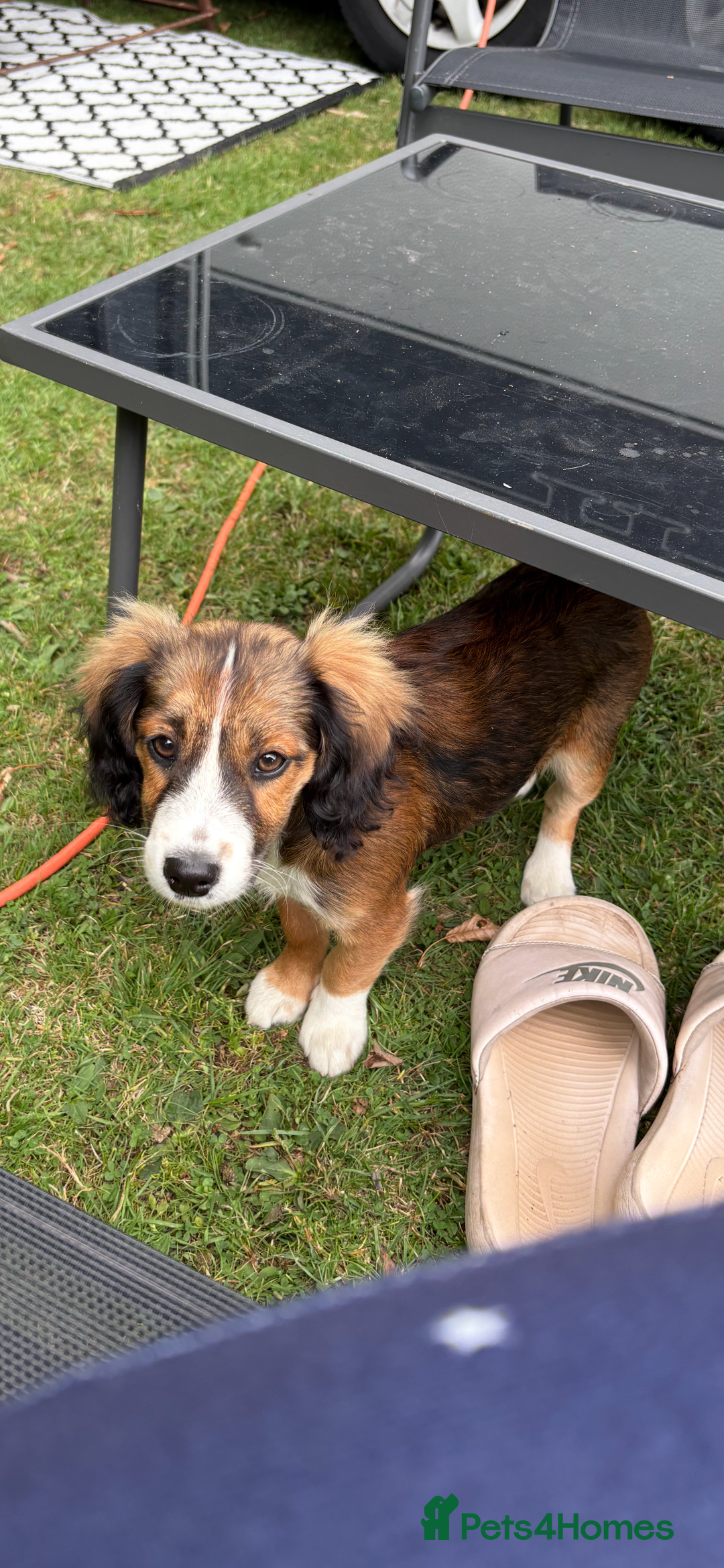 Mixed Breed dogs for sale: 6month old puppy - Image 1