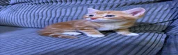 Mixed Breed cats for sale: Gorgeous Kittens😍 Ready To Leave Now! - Advert 3
