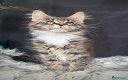 Maine Coon cats for sale: Champions- Bloodline Purebred Maine Coon Kittens  - Image 9