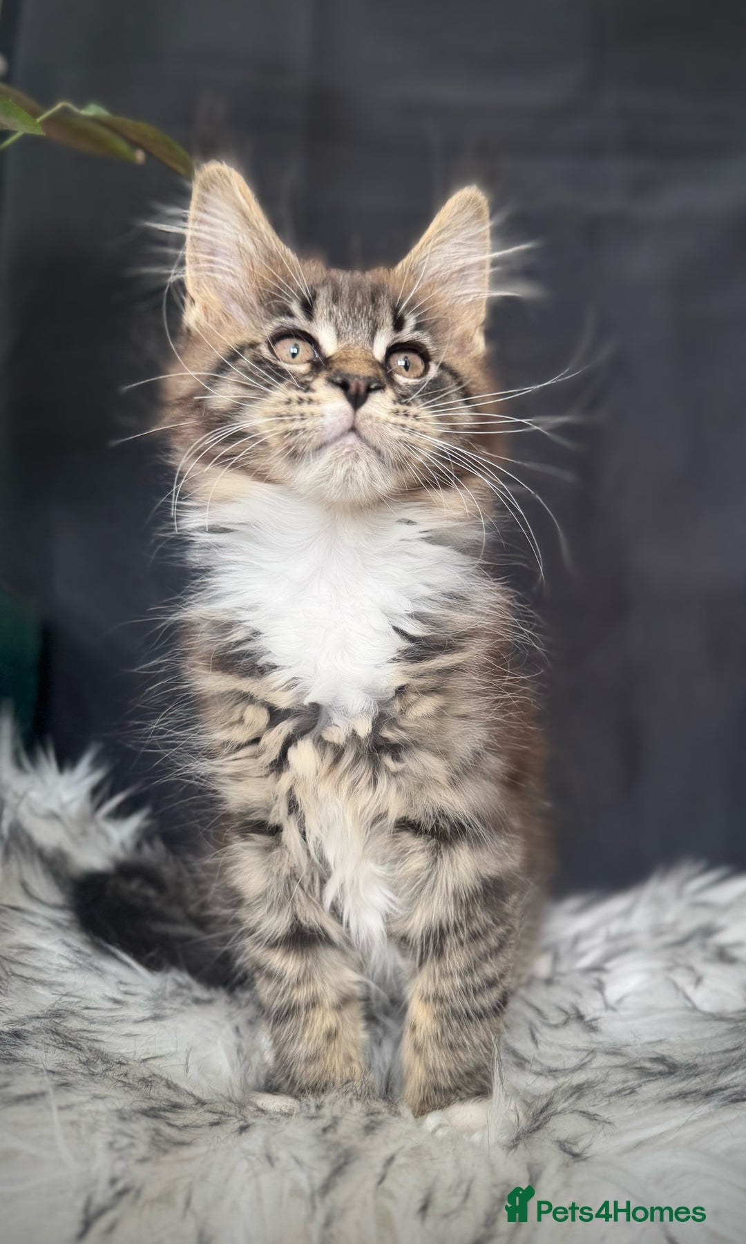 Maine Coon cats for sale: Champions- Bloodline Purebred Maine Coon Kittens  - Image 9