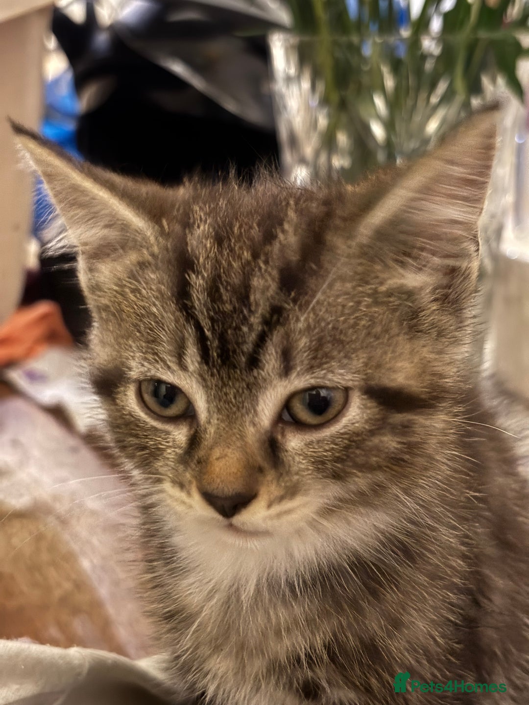 Domestic Shorthair cats for sale: Two gorgeous kittens - Tabby girl and tuxedo boy - Image 5