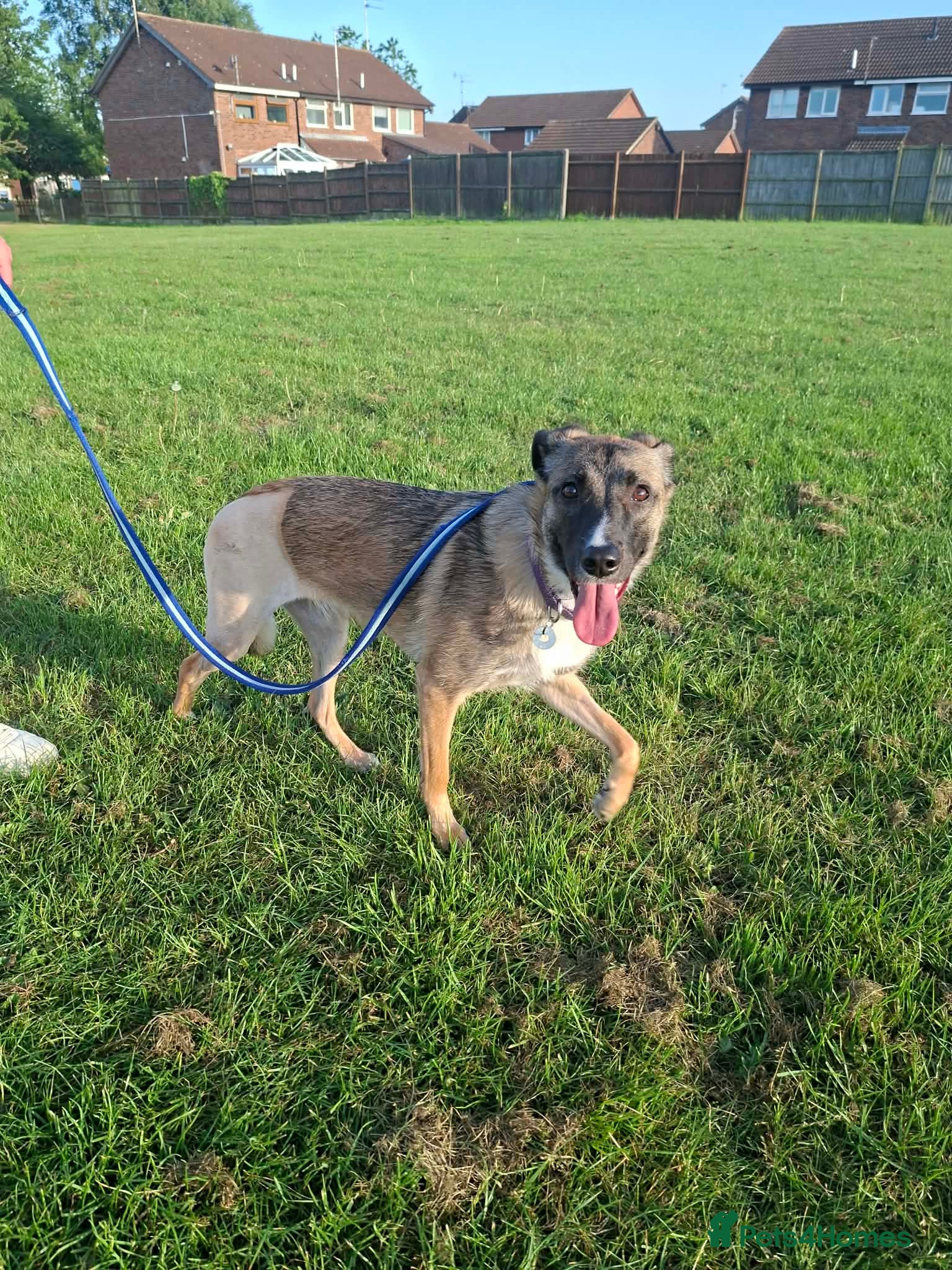 Mixed Breed dogs for adoption: Rox - north Walsham Norfolk  in North Walsham - Advert 2