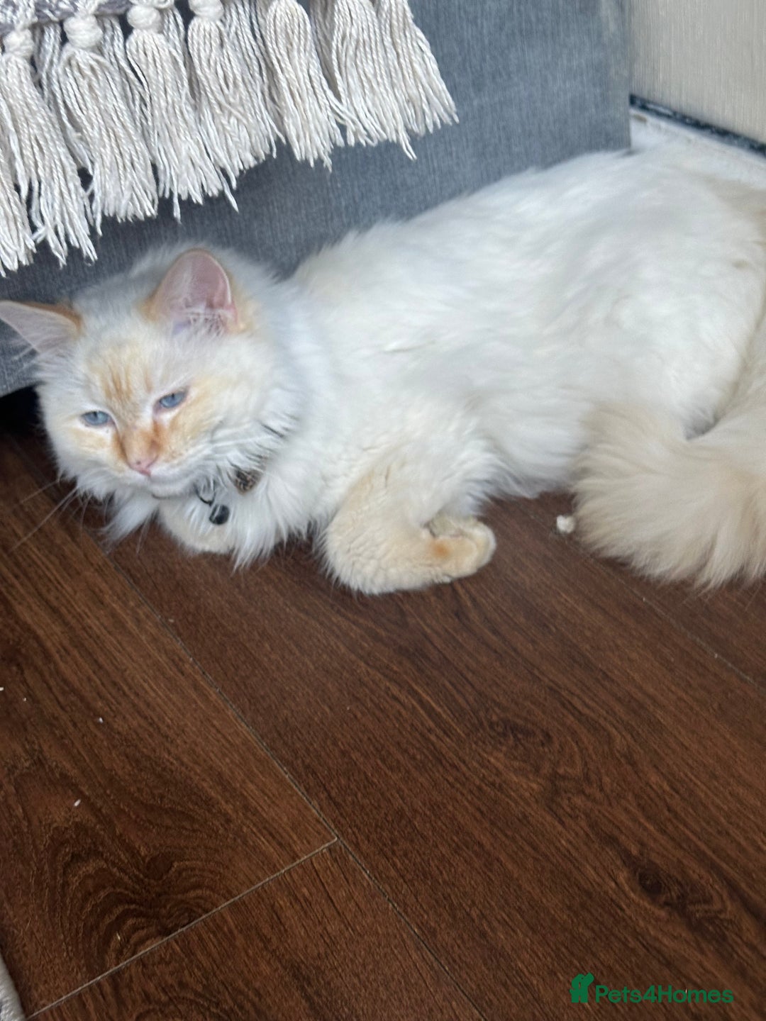 Ragdoll cats for sale: Ragdoll  - Image 3