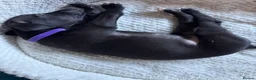 Whippet dogs for sale: Whippet Puppy 🐶  - Advert 3