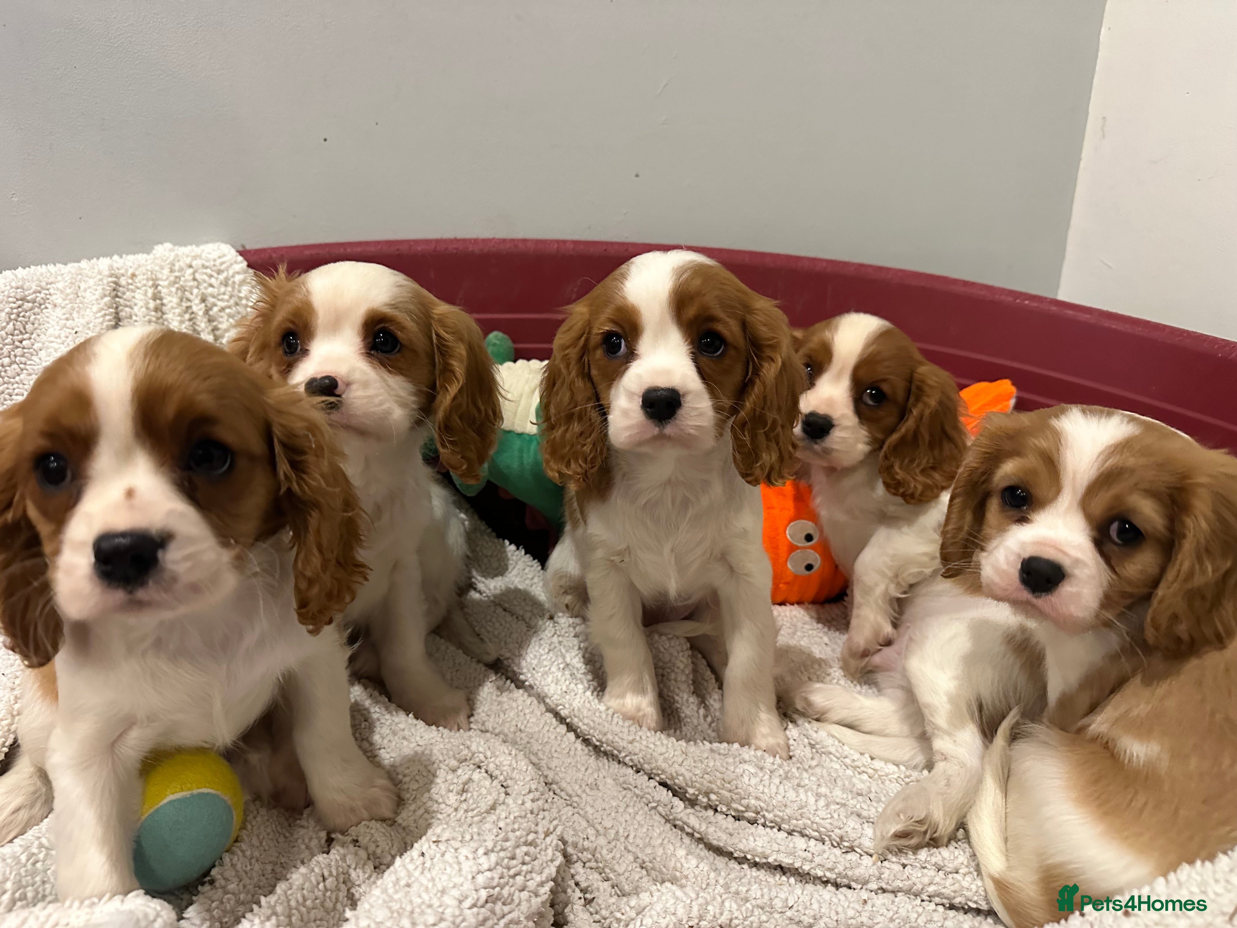 Cavalier King Charles Spaniel dogs for sale: Cavalier King Charles Spaniel puppies - Advert 1