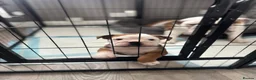 English Bulldog dogs for sale: Kc registered girl puppy - Advert 7
