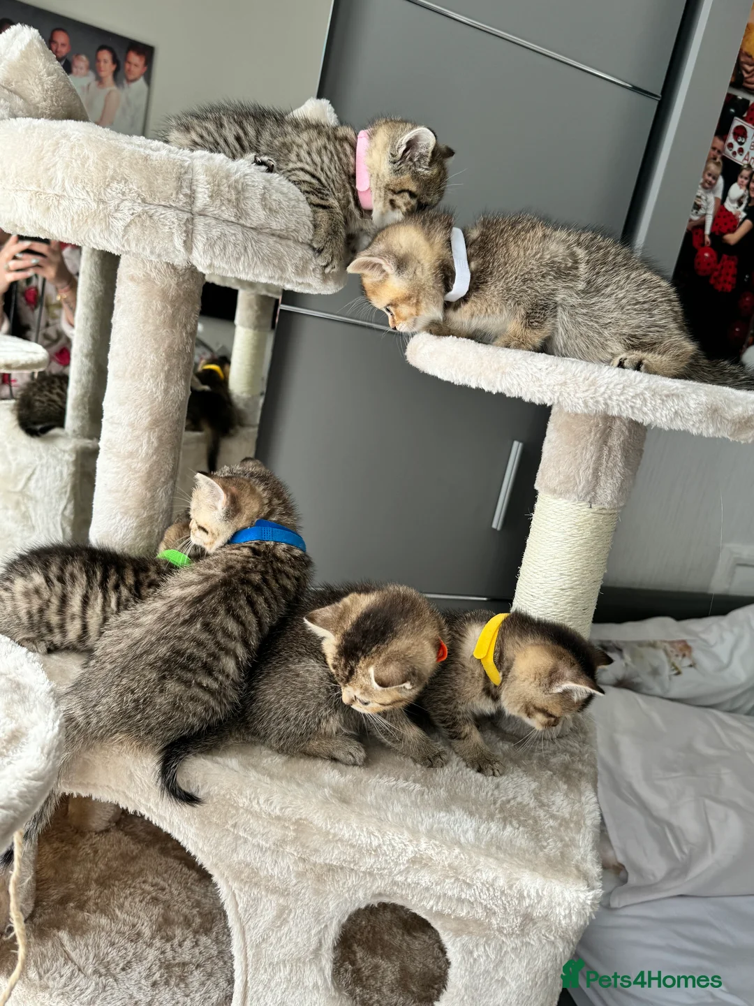 British Shorthair cats for stud: Chocolate British shorthair GCCF Active in London - Advert 17