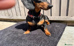 Dachshund dogs for sale: Beautiful Black and Tan - Image 4