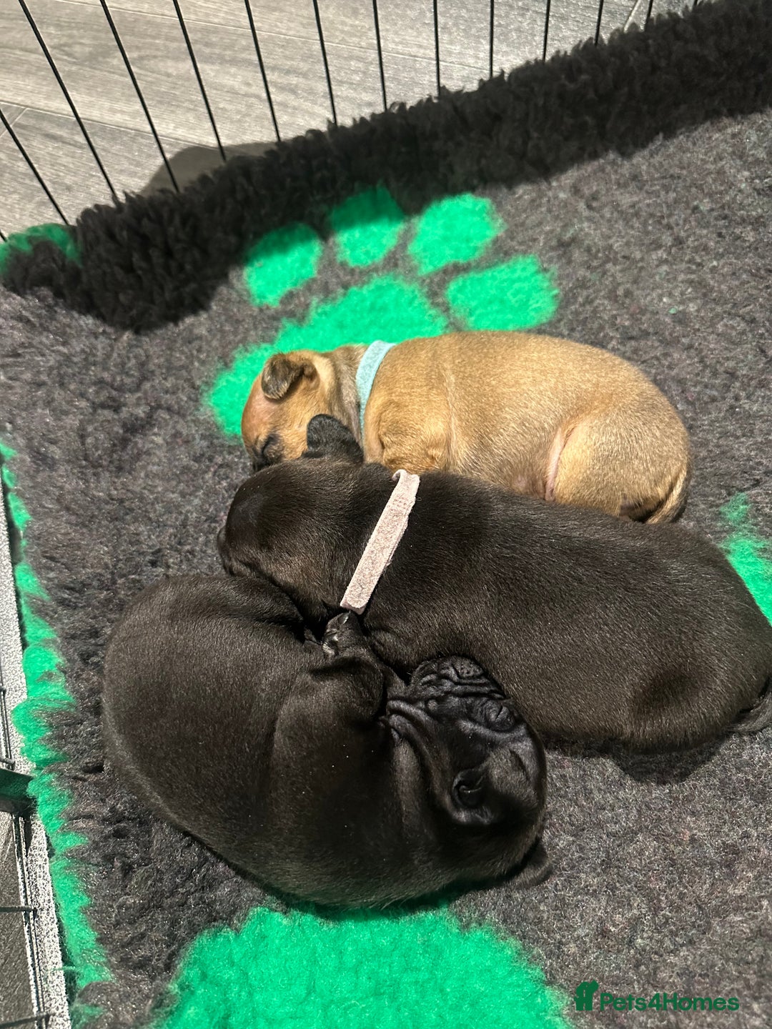 Mixed Breed dogs for sale: Deposits taken on all dogs  - Advert 9