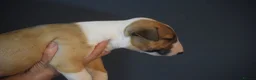 Bull Terrier dogs for sale: Quality Bull Terrier Puppies - Advert 7